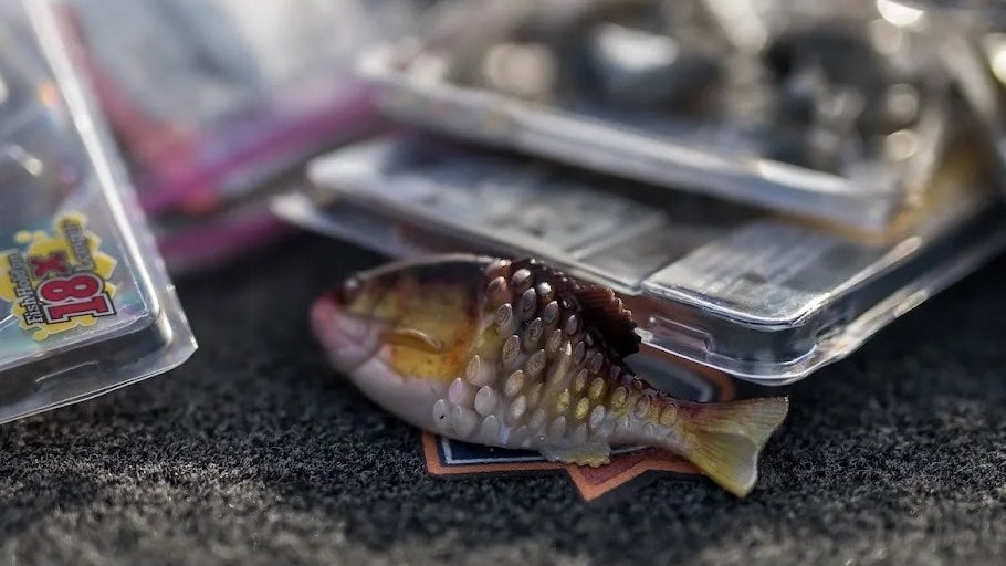 Berkley Gilly Swimbait Review