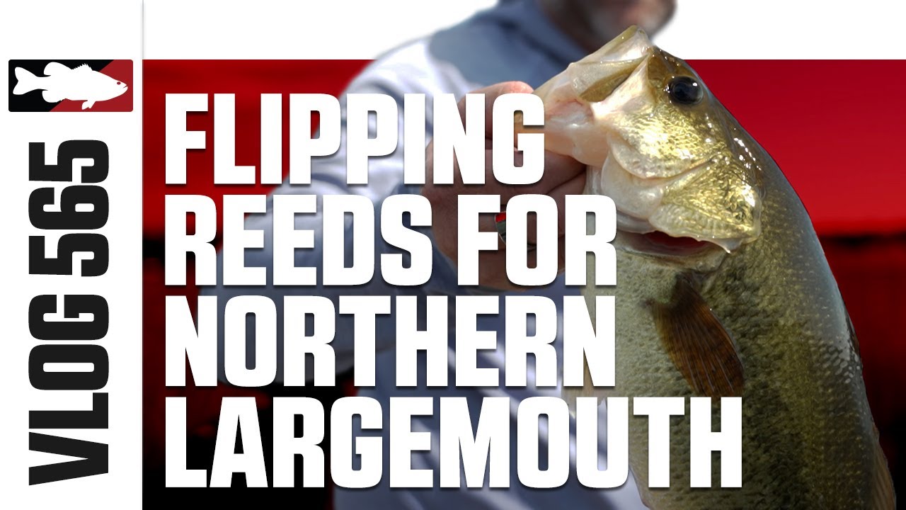 Flipping Reeds with the Hella Crawz w/Clausen