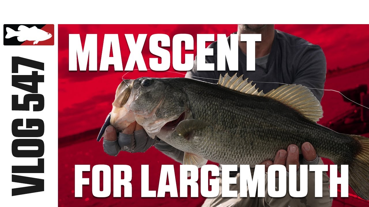 Berkley Maxscent in Florida with Ike