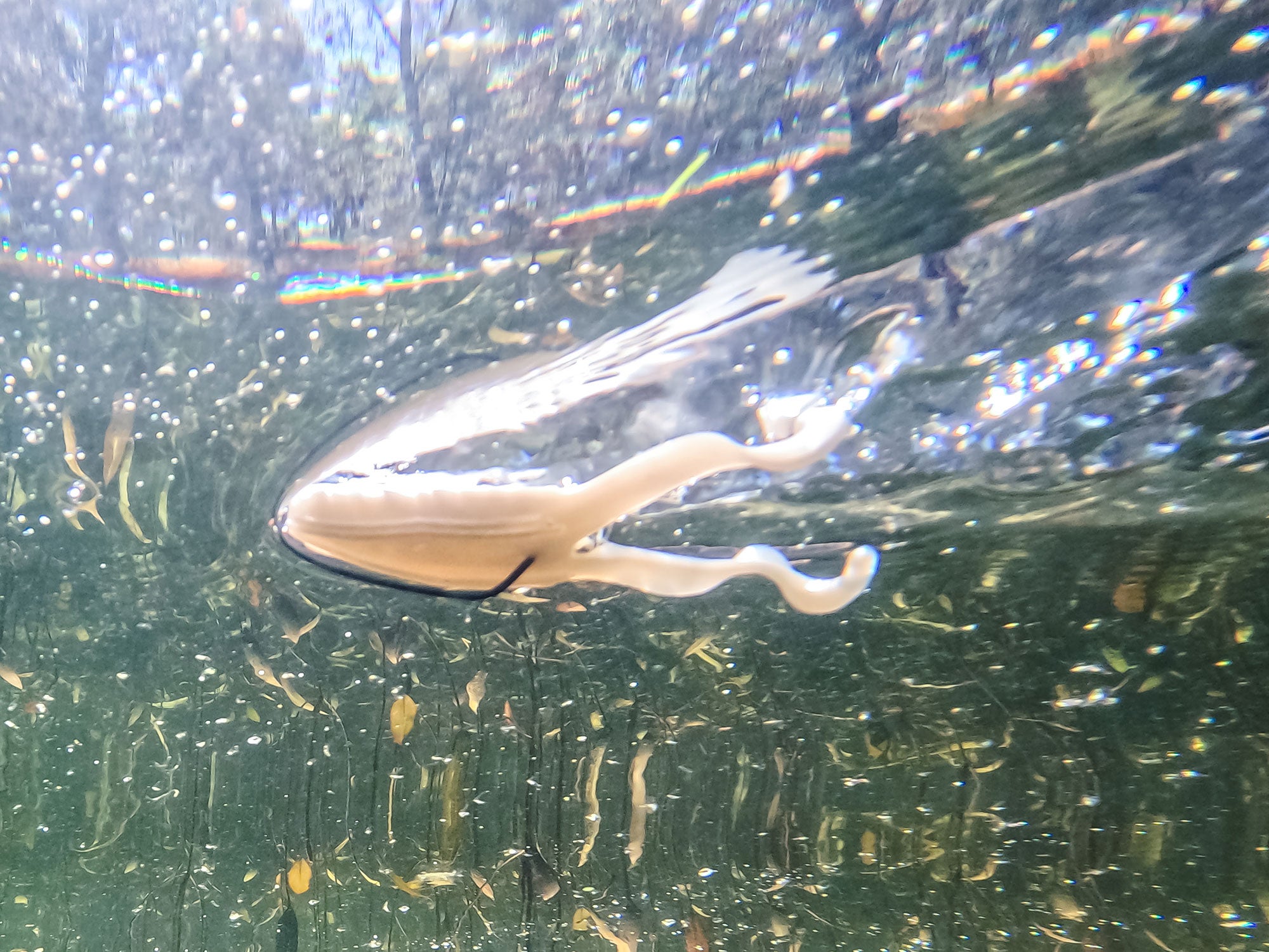 Toad Swimming on the Surface 2