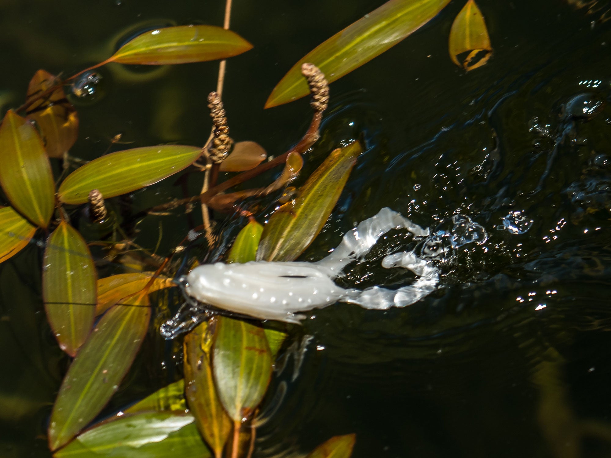 Toad Swimming on the Surface 1